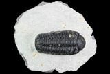 Detailed Austerops Trilobite - Ofaten, Morocco #110640-2